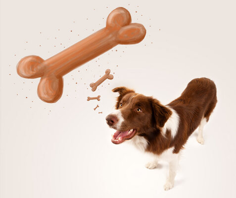 Die Denkweise von Hunden und die Bedeutung von Belohnungseinheiten - Die Denkweise von Hunden und die Bedeutung von Belohnungseinheiten