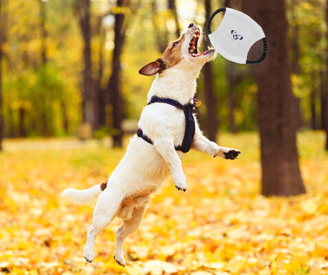 Dog Sports in Autumn: Active Adventures for Your Four-Legged Friend. - Dog Sports in Autumn: Active Adventures for Your Four-Legged Friend.