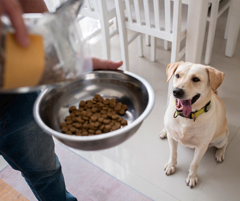 Hunde Futter Schlinger: Warum es ungesund ist und was man dagegen tun kann - Hunde Futter Schlinger - Wenn der Futternapf nach 3 Bissen leer ist