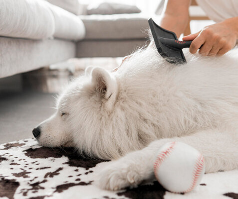 Fellpflege bei Hunden - Probleme &amp; Notwendigkeit - Fellpflege bei Hunden - Probleme &amp; Notwendigkeit