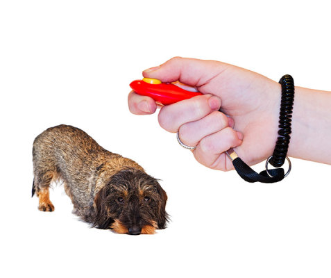 Hundeerziehung: Die Vor- und Nachteile des Klickerns und der Belohnung - Hundeerziehung: Die Vor- und Nachteile des Klicker und der Belohnung