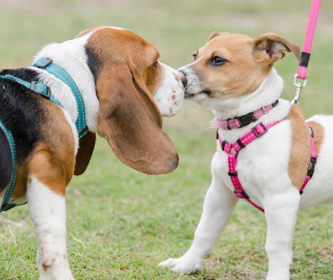 Hundebegegungen - spannende soziale Kontakte &amp; wie reagiert dein Hund? - Hundebegegungen - spannende soziale Kontakte &amp; wie reagiert dein Hund?