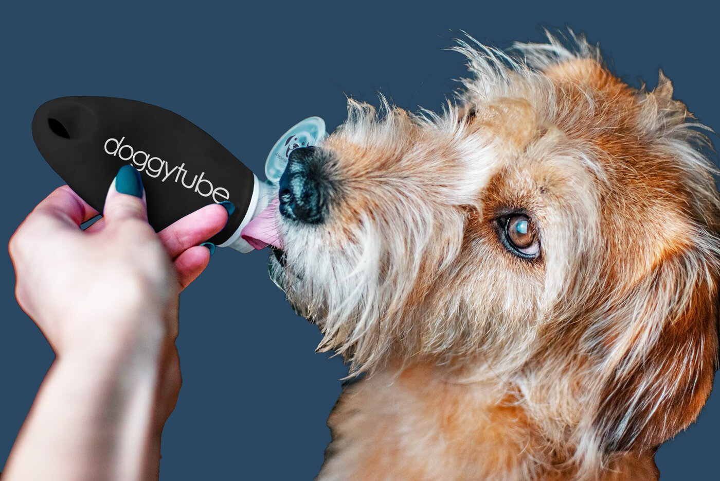 dog with Doggytube treat dispenser