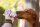 Doggyroller lila