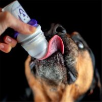 Doggyroller mit Karabinerhalterung grün