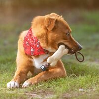 Chew Toy for Dogs